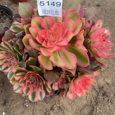 香妃多肉多肉5149