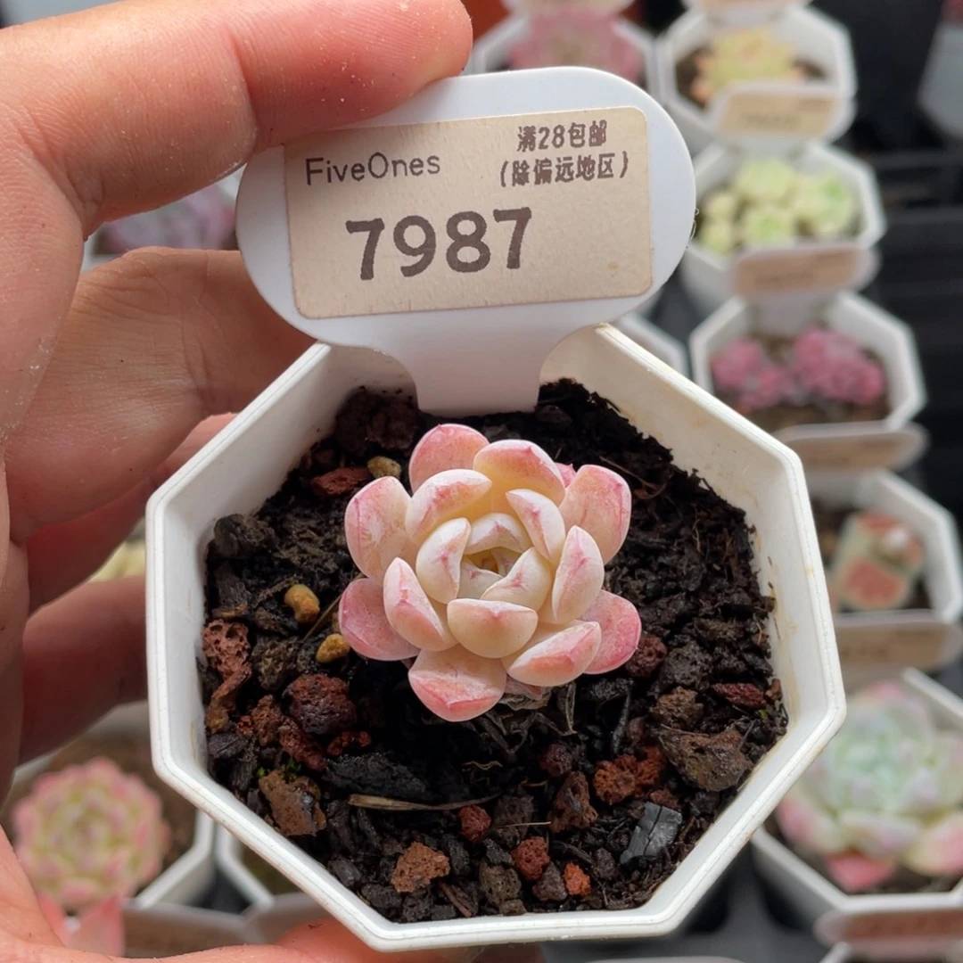 雪颜7987-3.0厘米