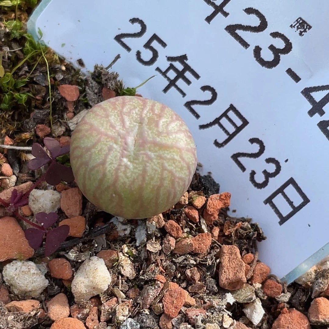 23-42送奶杂多肉植物