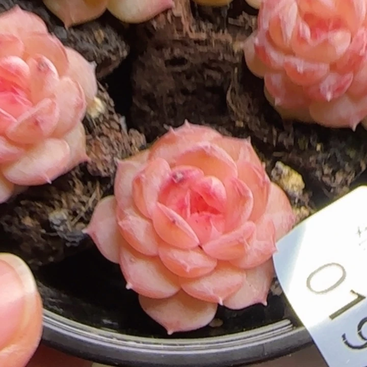 197号          粉糖