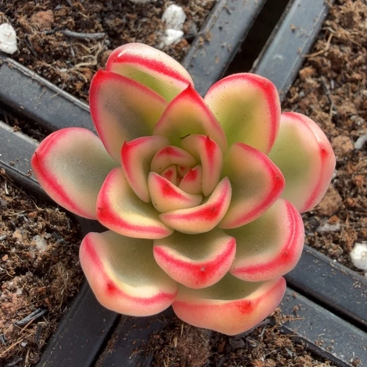 雪花和牛锦主头无根