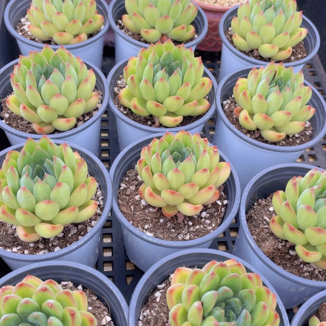 量拍17号 彩体幻影美人单头一个