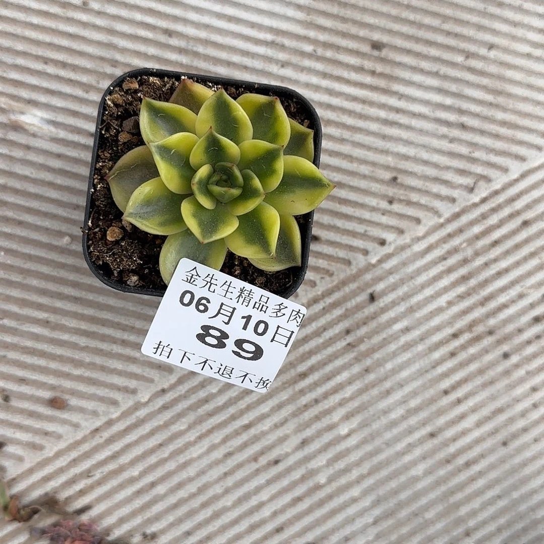 W***e0610-89阿卡斯亚锦