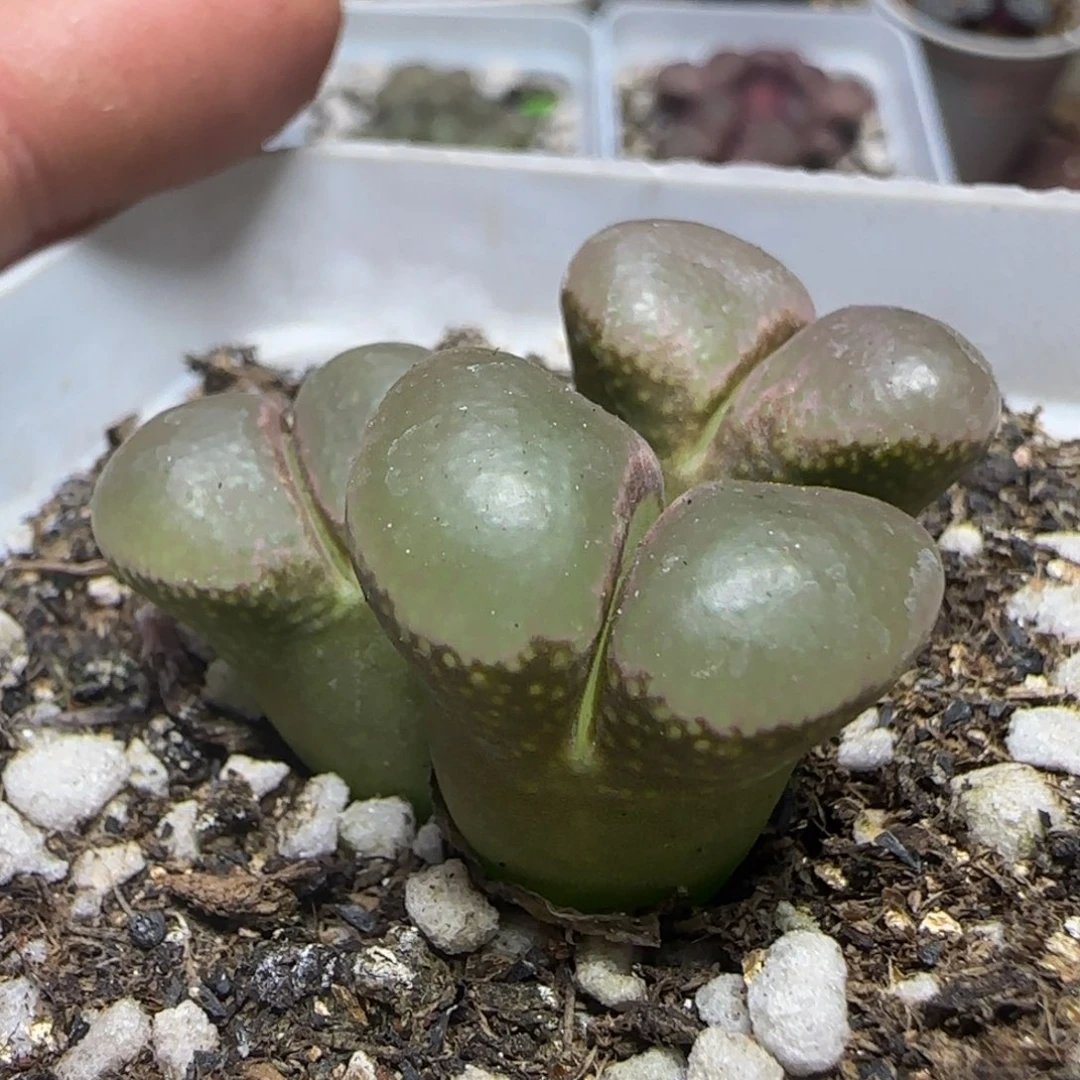 漂漂亮亮多肉植物636