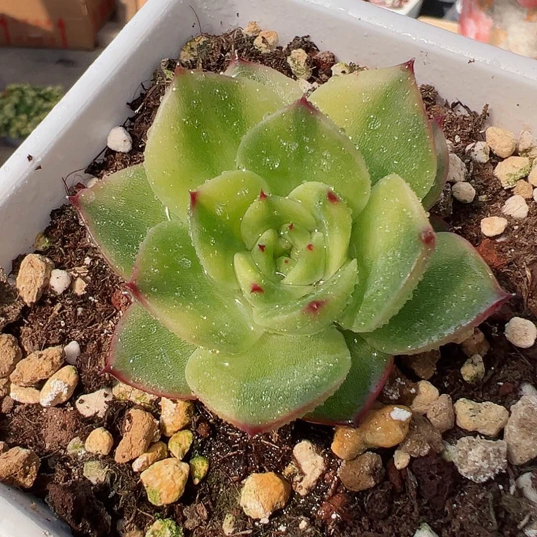 月亮石锦，拉丝花脸锦