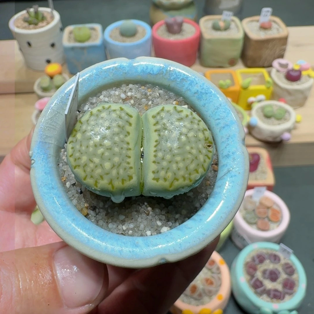 红陶蘑菇220奶油绿饼