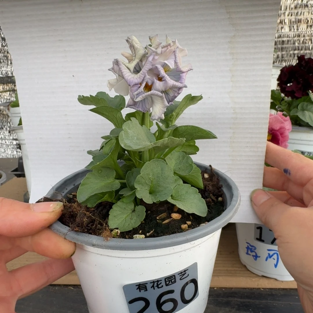 无花朵260号角堇
