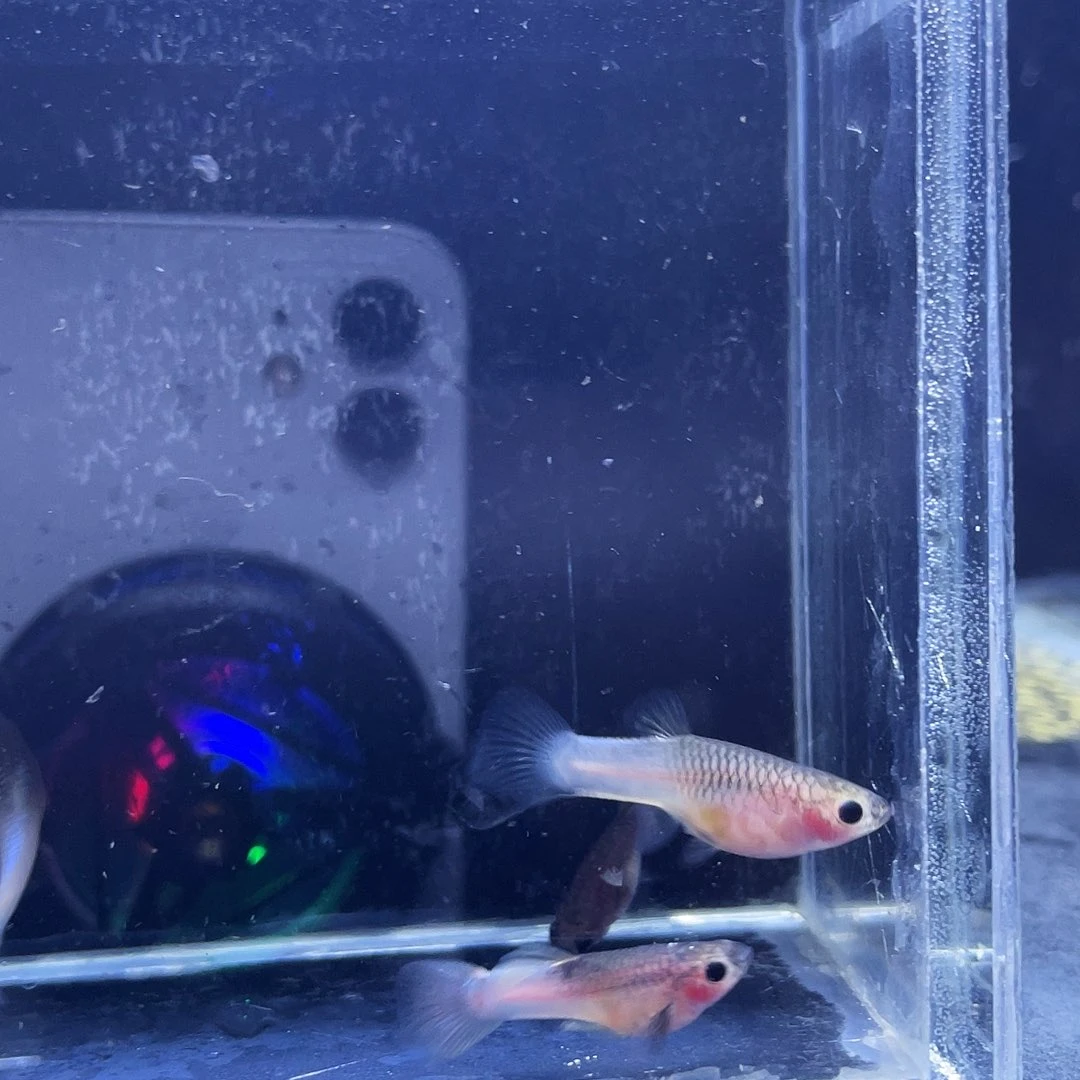 海水粉猫孔雀鱼10条