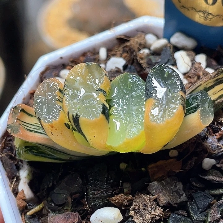 560写乐兄弟锦特选福利