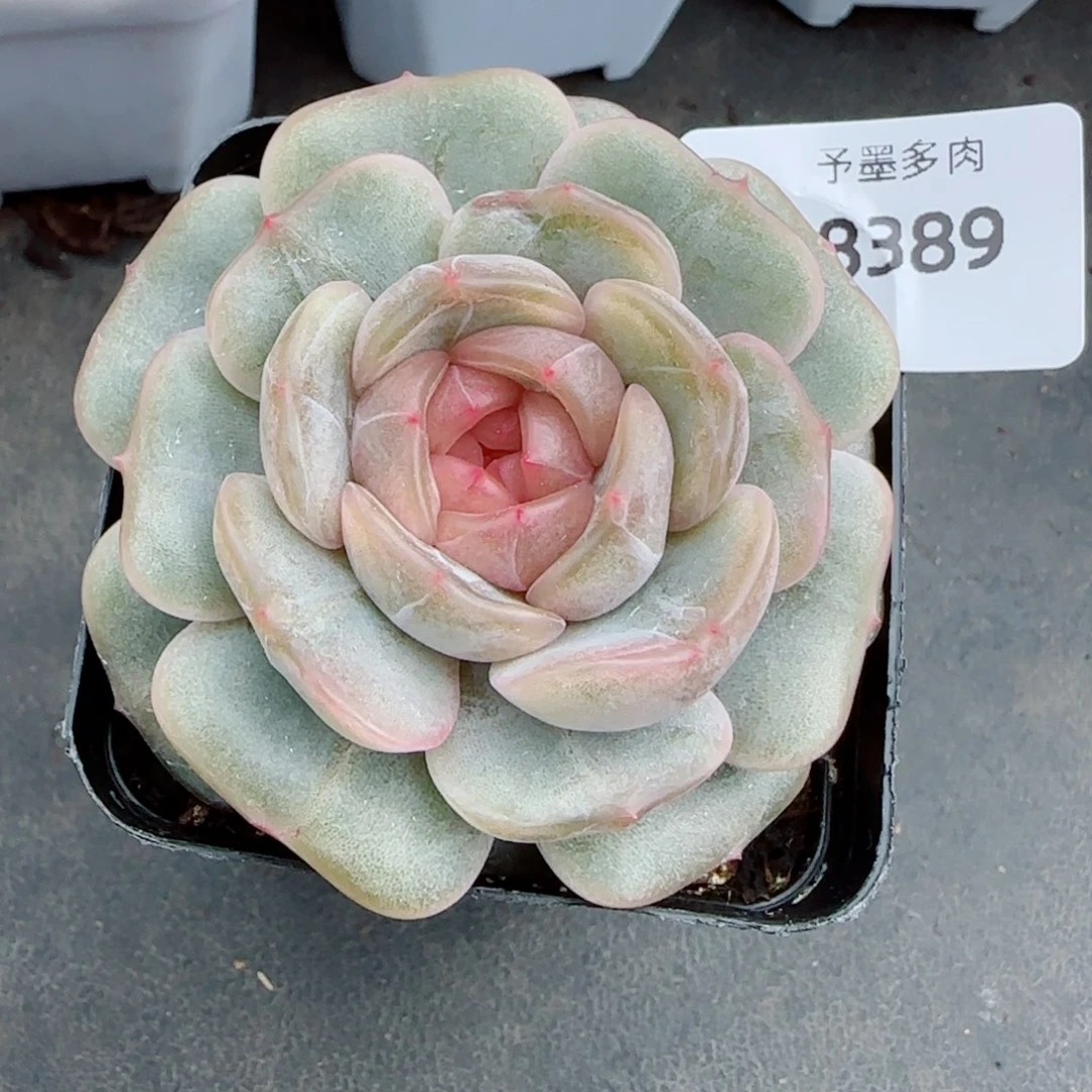 彩恋，8389多肉植物
