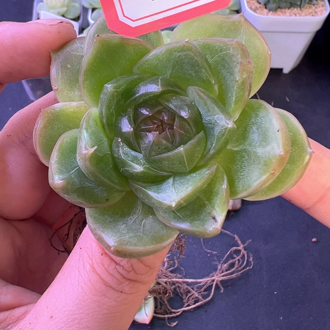 20号珍妮不周正晗雨多肉