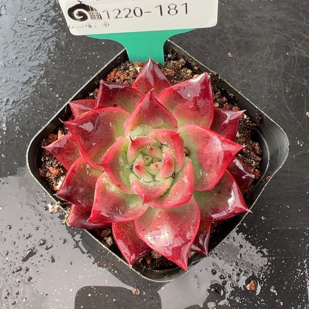 从前慢花园多肉编号1220-181