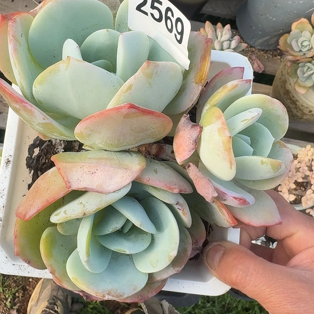 岁**好J282883838383838383833