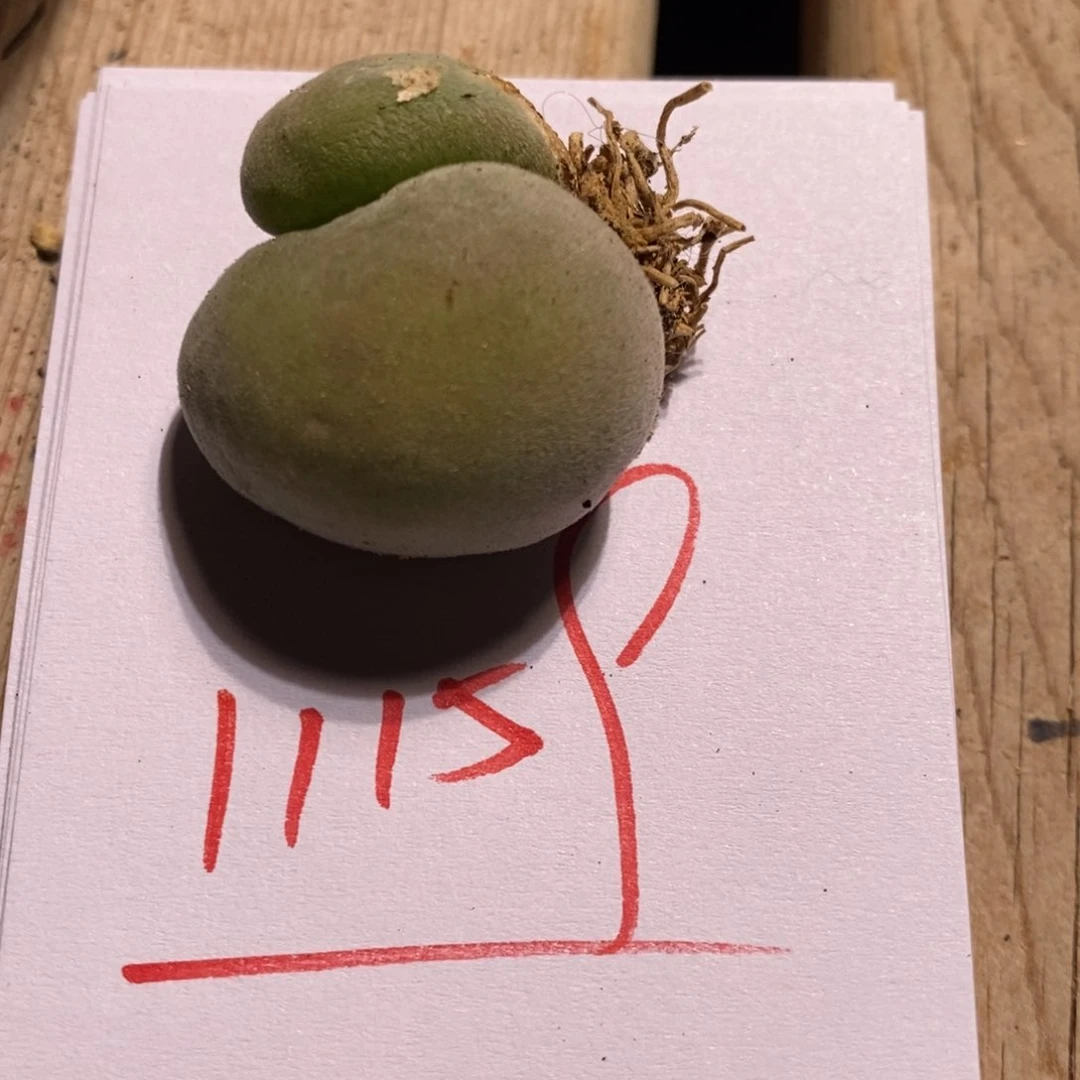 11159一组一组一组