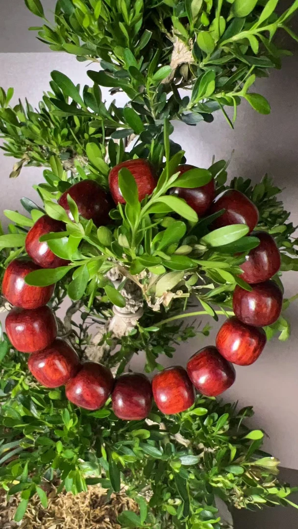 880 赞比亚小叶紫檀手串 1.5（无礼盒）