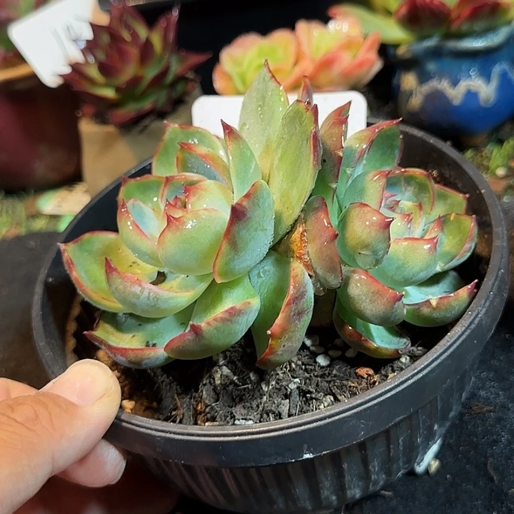 惊鸿一物一拍包装收缩花旱289