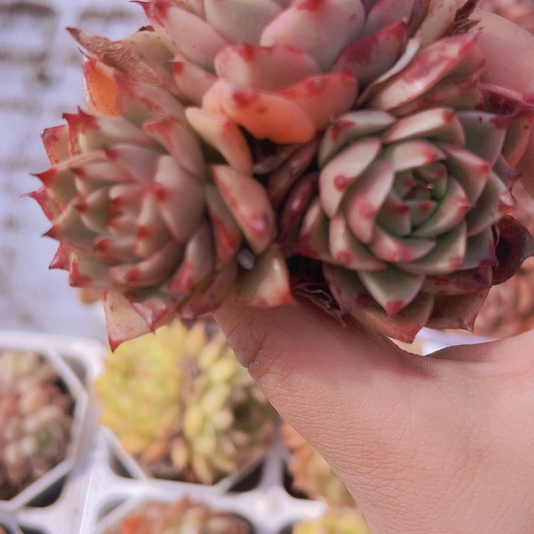 彩椒群19包邮多肉