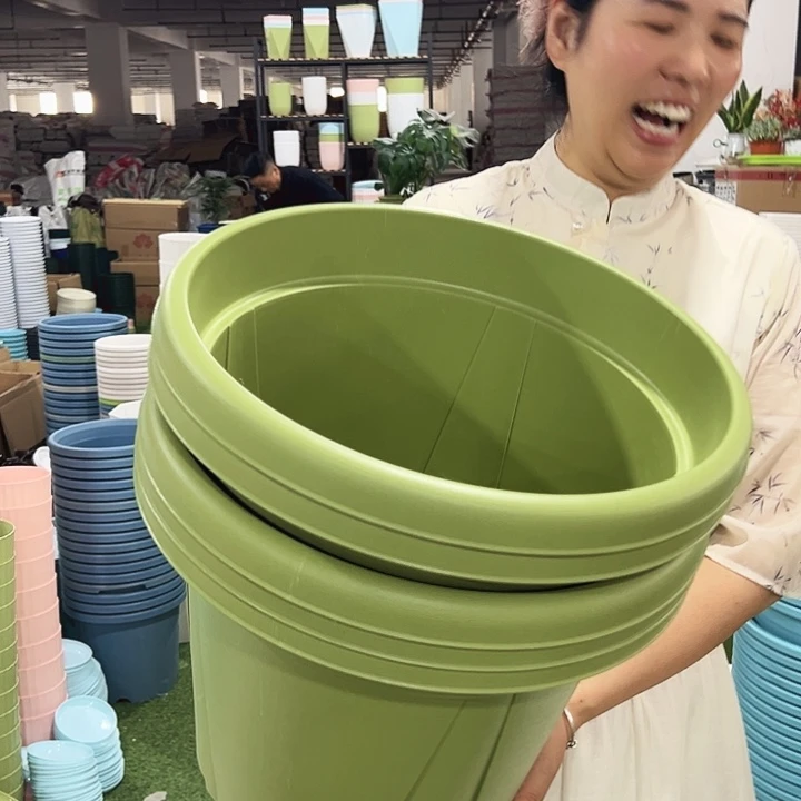 青山口40高34果绿无托5只