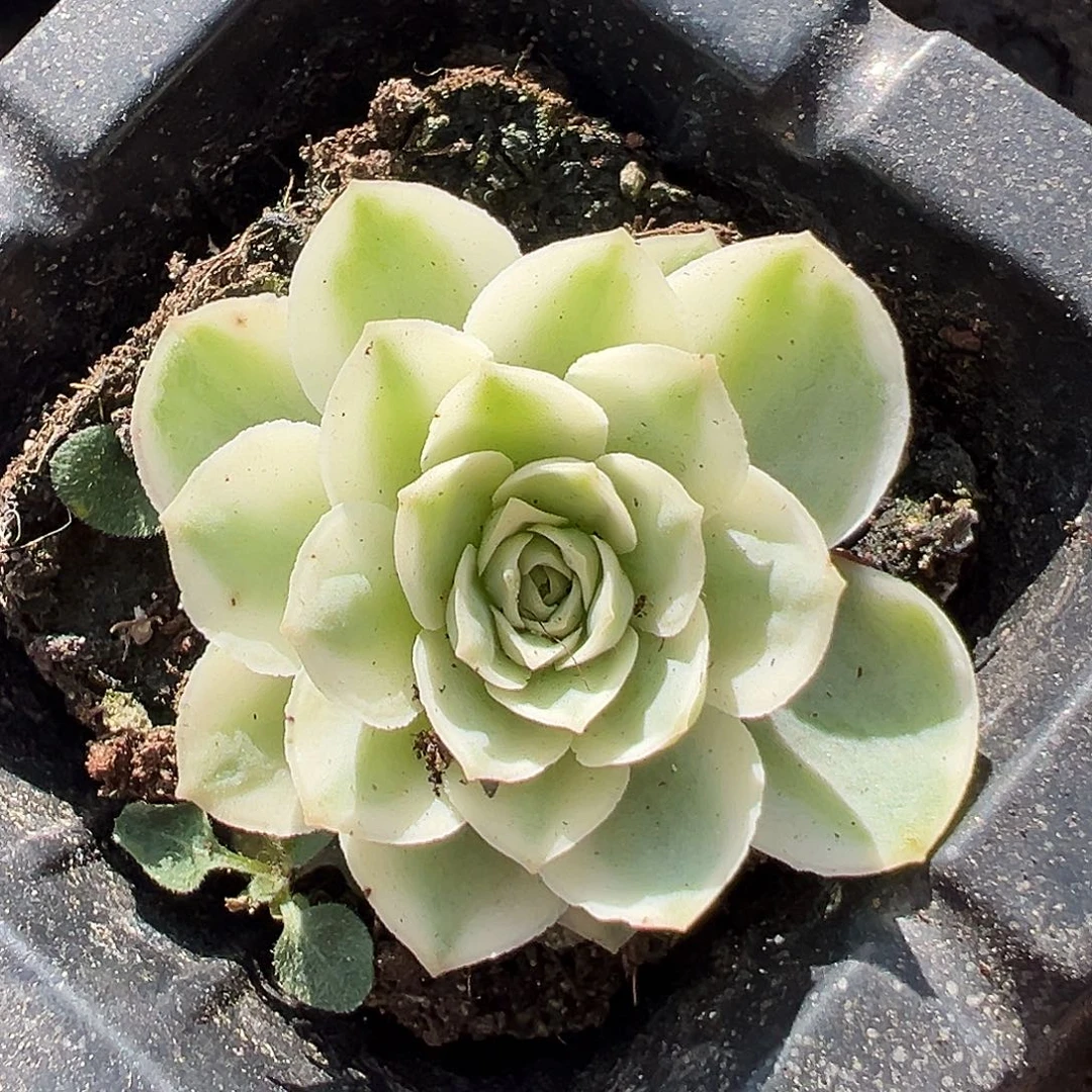 山地玫瑰锦秋夕338号