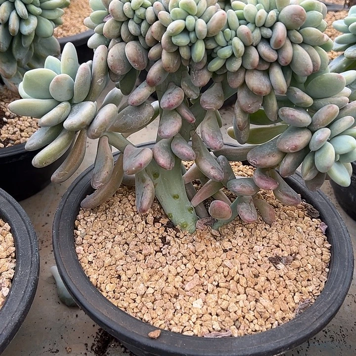 洛神群生缀化多肉