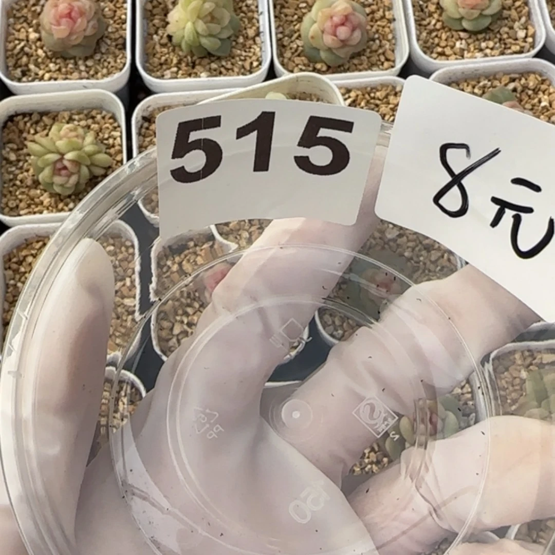 白***空515 王者系列珍妮一盒