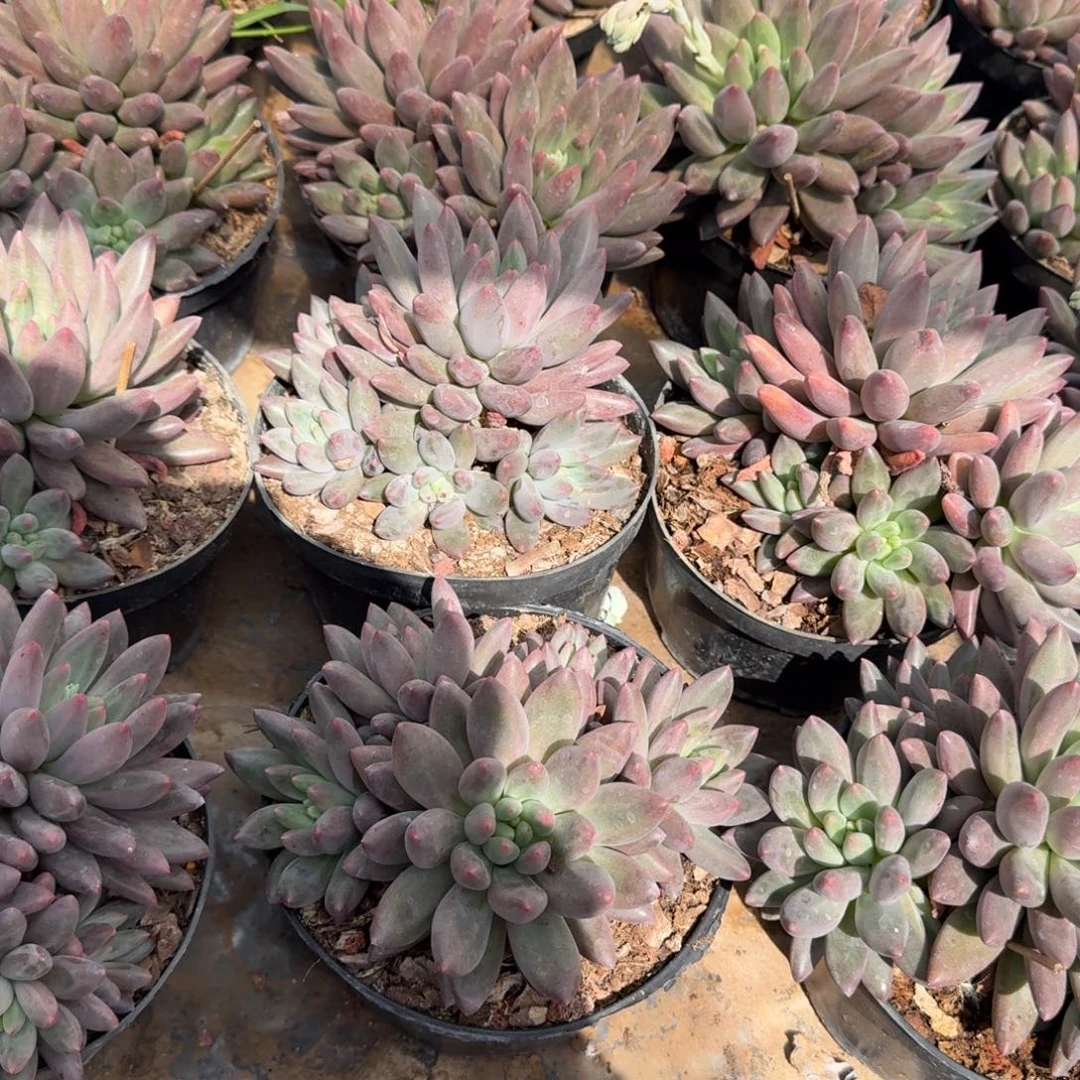 车厘子群生多肉植物