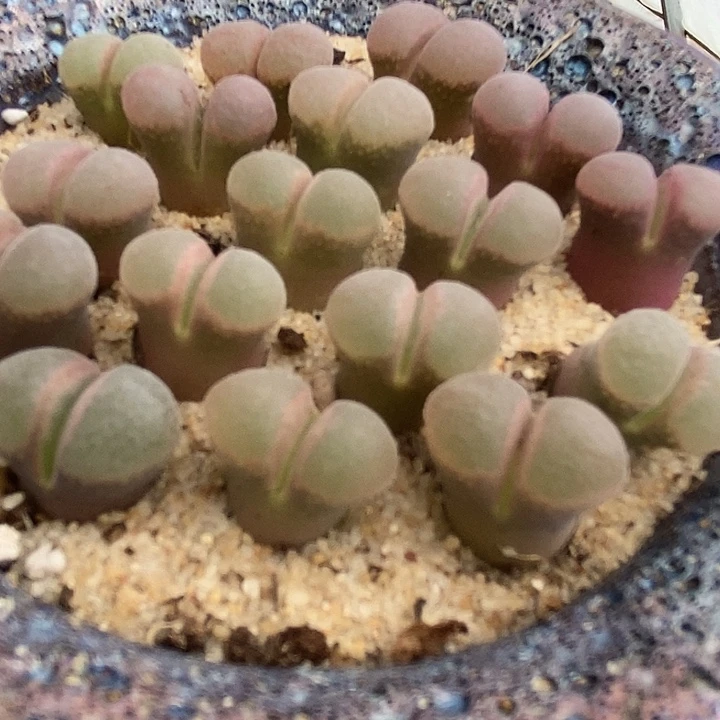白窗风铃b23一颗