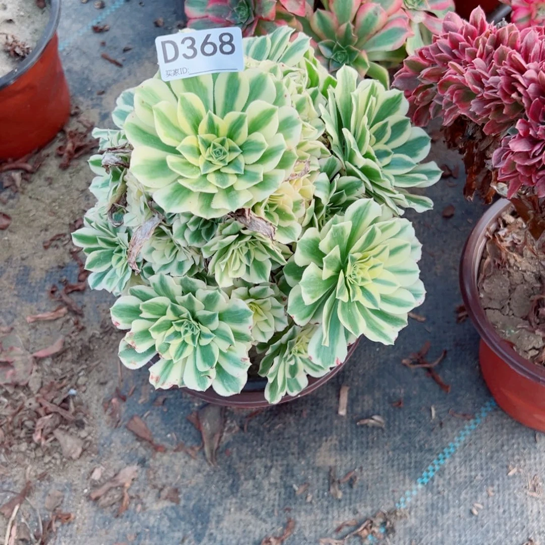 368迈巴赫多肉植物法师多肉