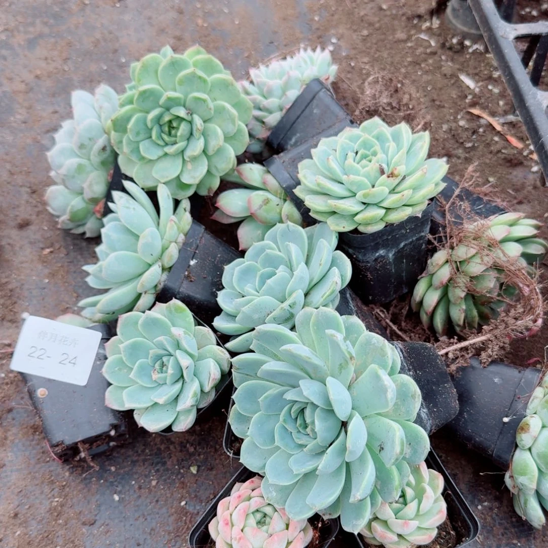 绿姬糖心绿菜大小各十棵量拍22-24