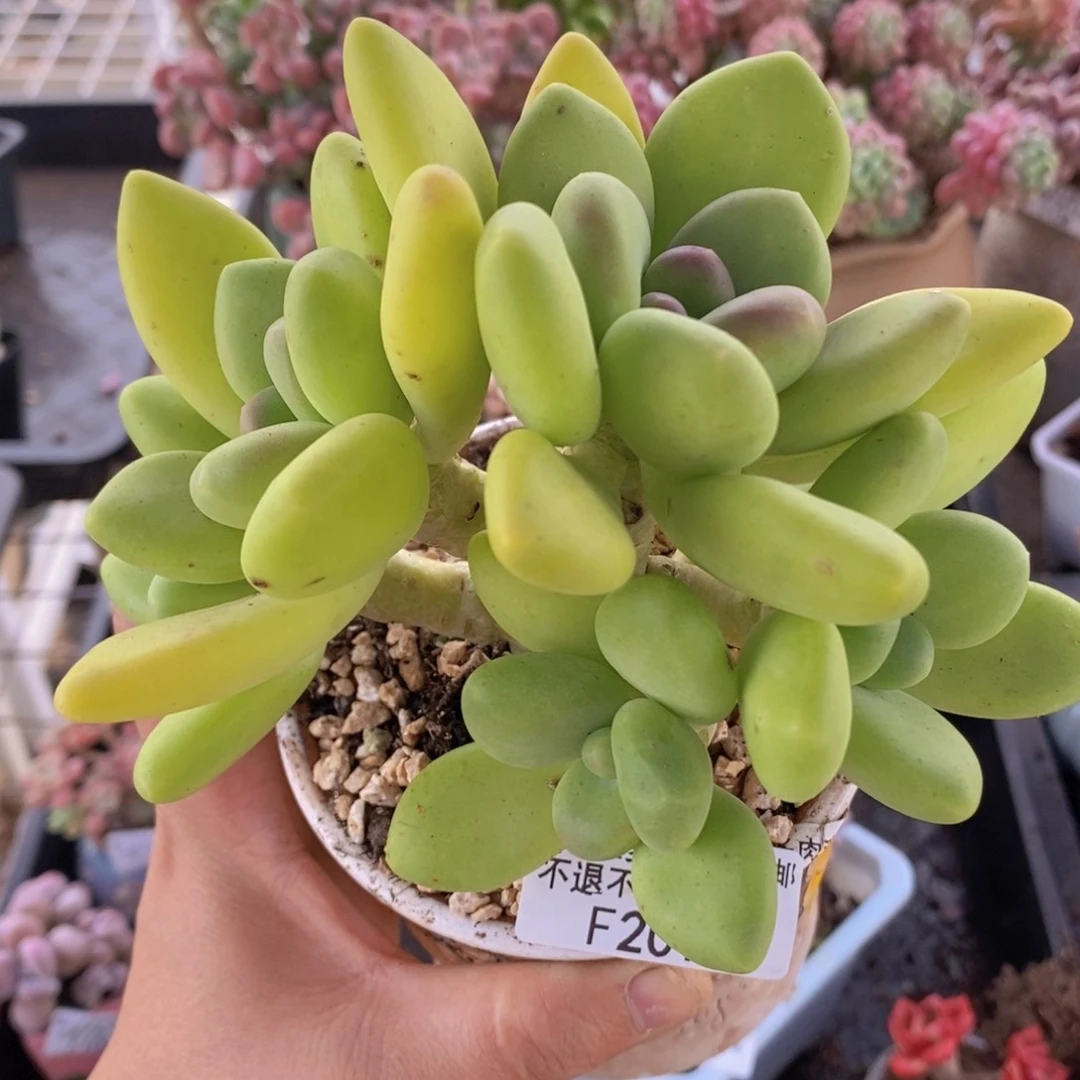 芒果奶树13cm201多肉酱