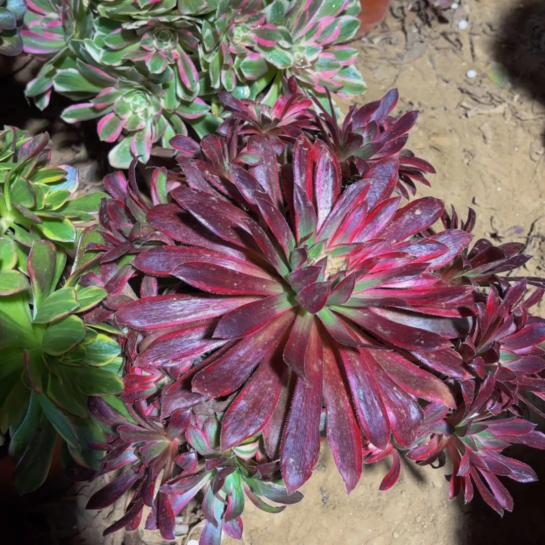 惊鸿仙子9.9木质老桩