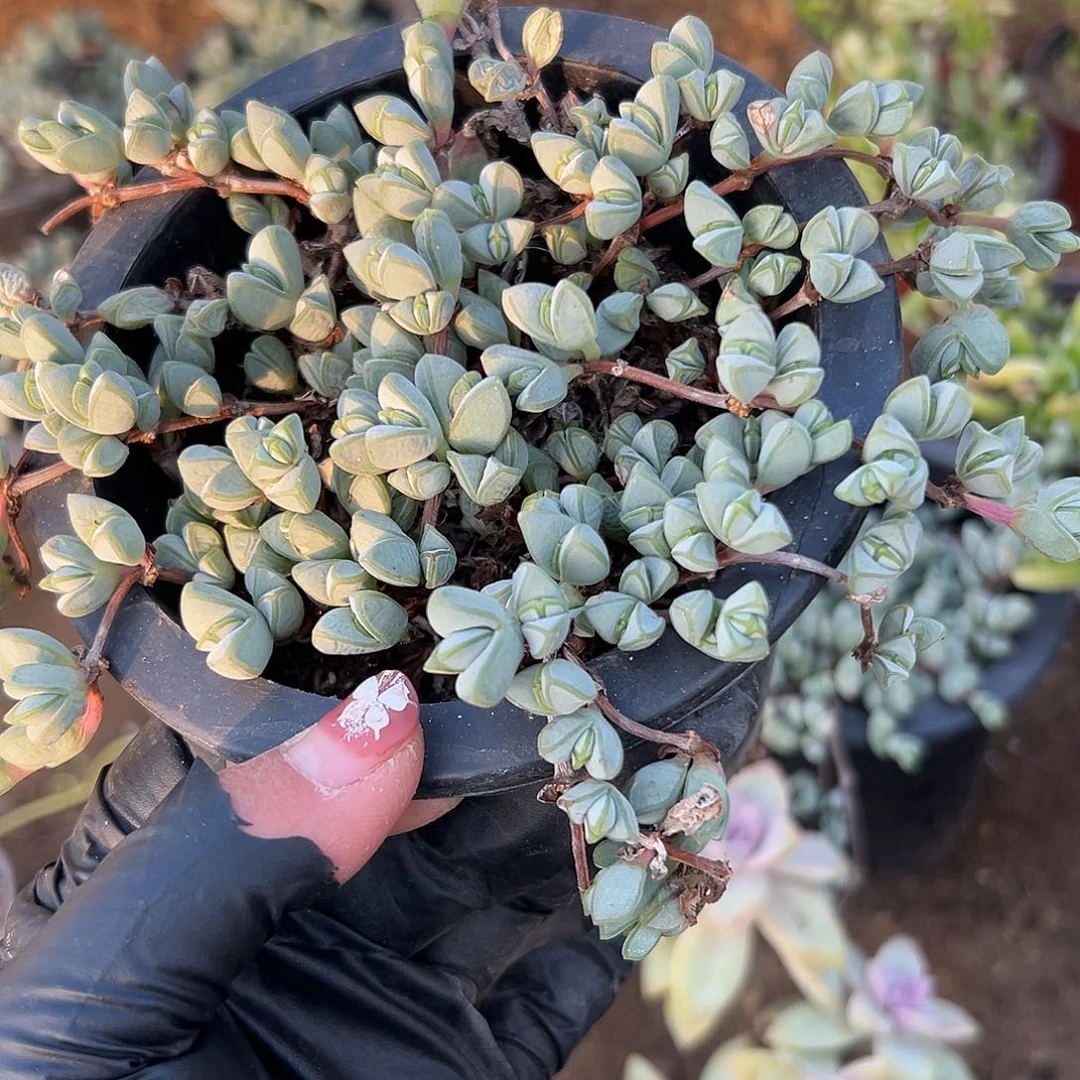 多肉植物碧玉莲开花