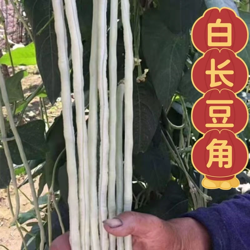 新鲜白长豆角白长豇豆白湖北新鲜豆挂子露天种植新鲜白豆角现摘