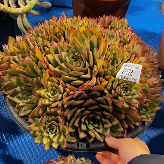 东****亦吉赛儿21178多肉