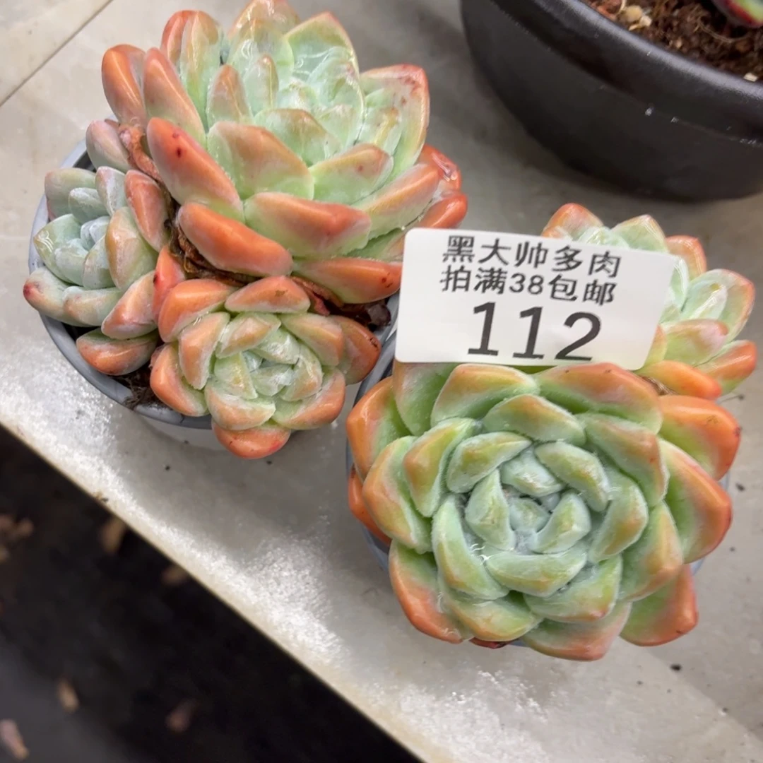 紫***嫣黑大帅多肉112冰玉