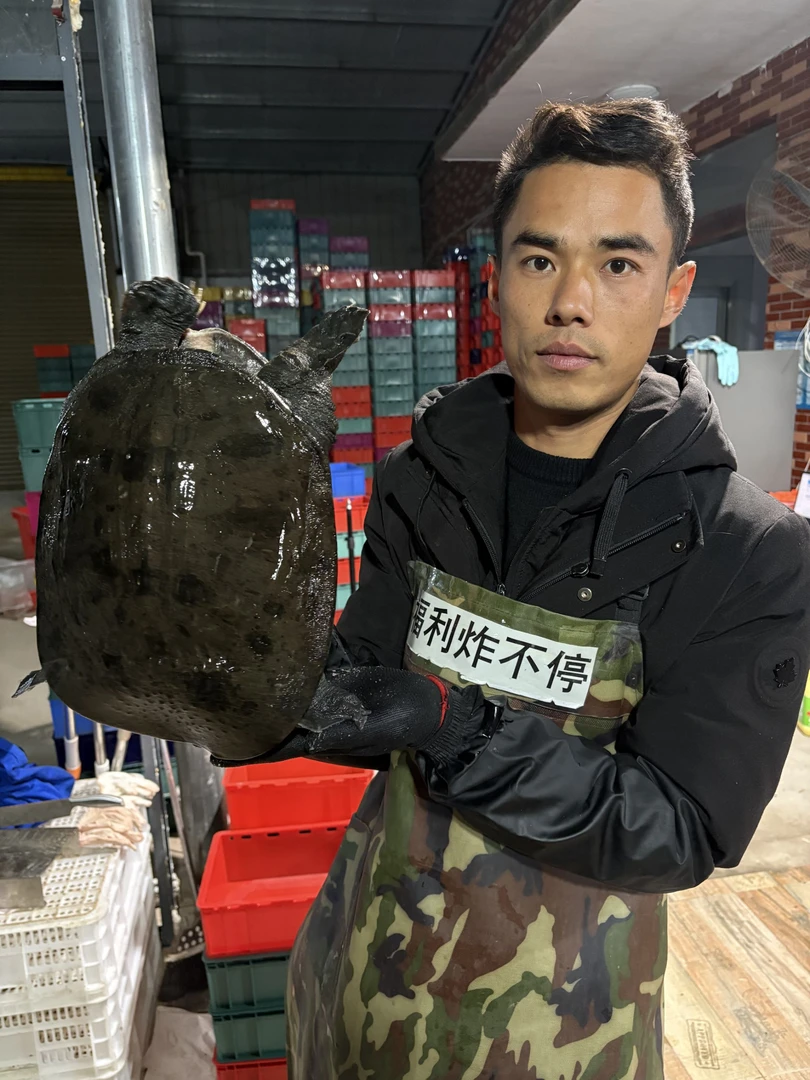 黄校长一物一拍所见即所得老甲鱼南丰老甲鱼