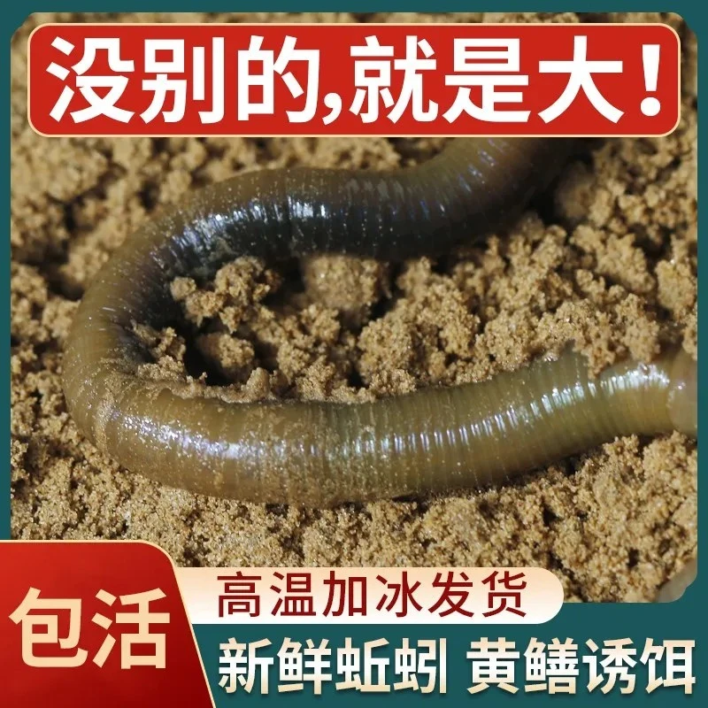 垂钓便宜特大号活饵新鲜浓腥味青黑臭骚蚯蚓钓鱼蚯蚓批发蚯蚓饵料