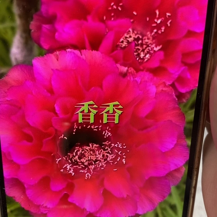 香香81号侧芽2.5公分左右