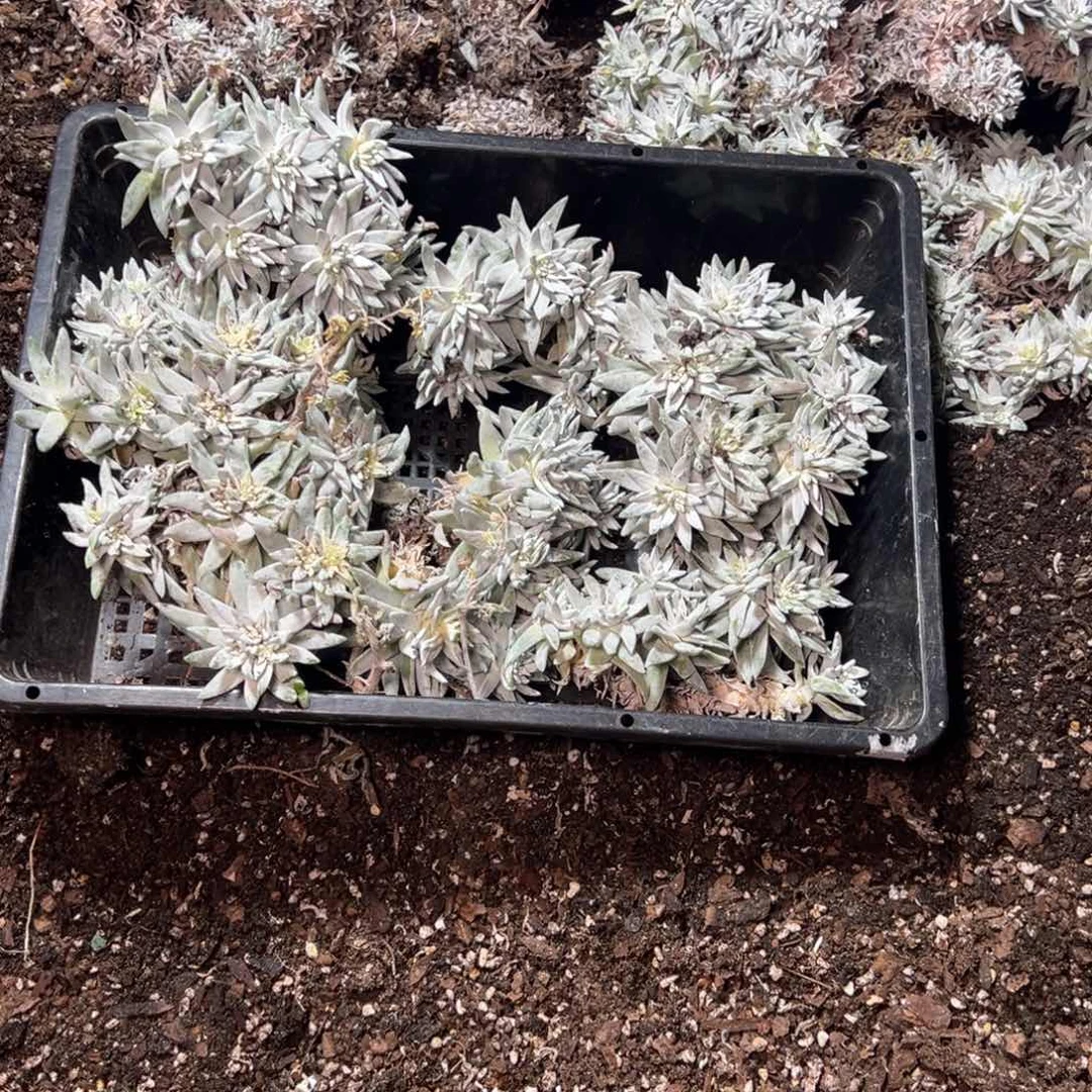 2685哈哈哈哈哈哈哈