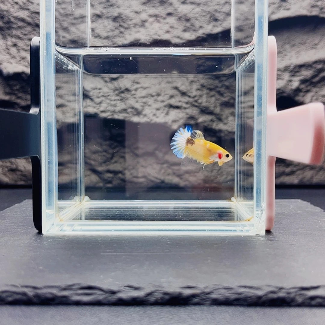 海水鱼宙斯斗鱼竞拍09-19