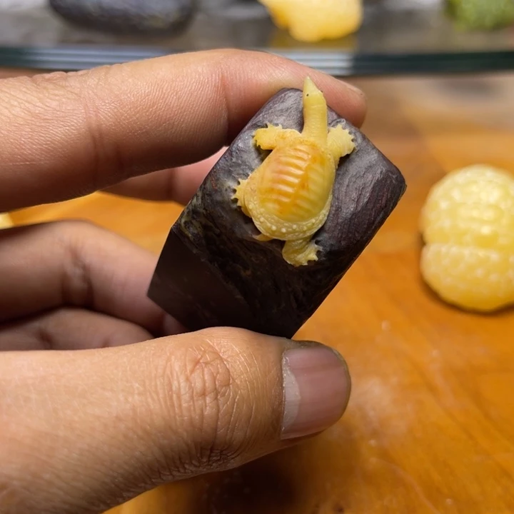 老挝石兔**?111111111111111