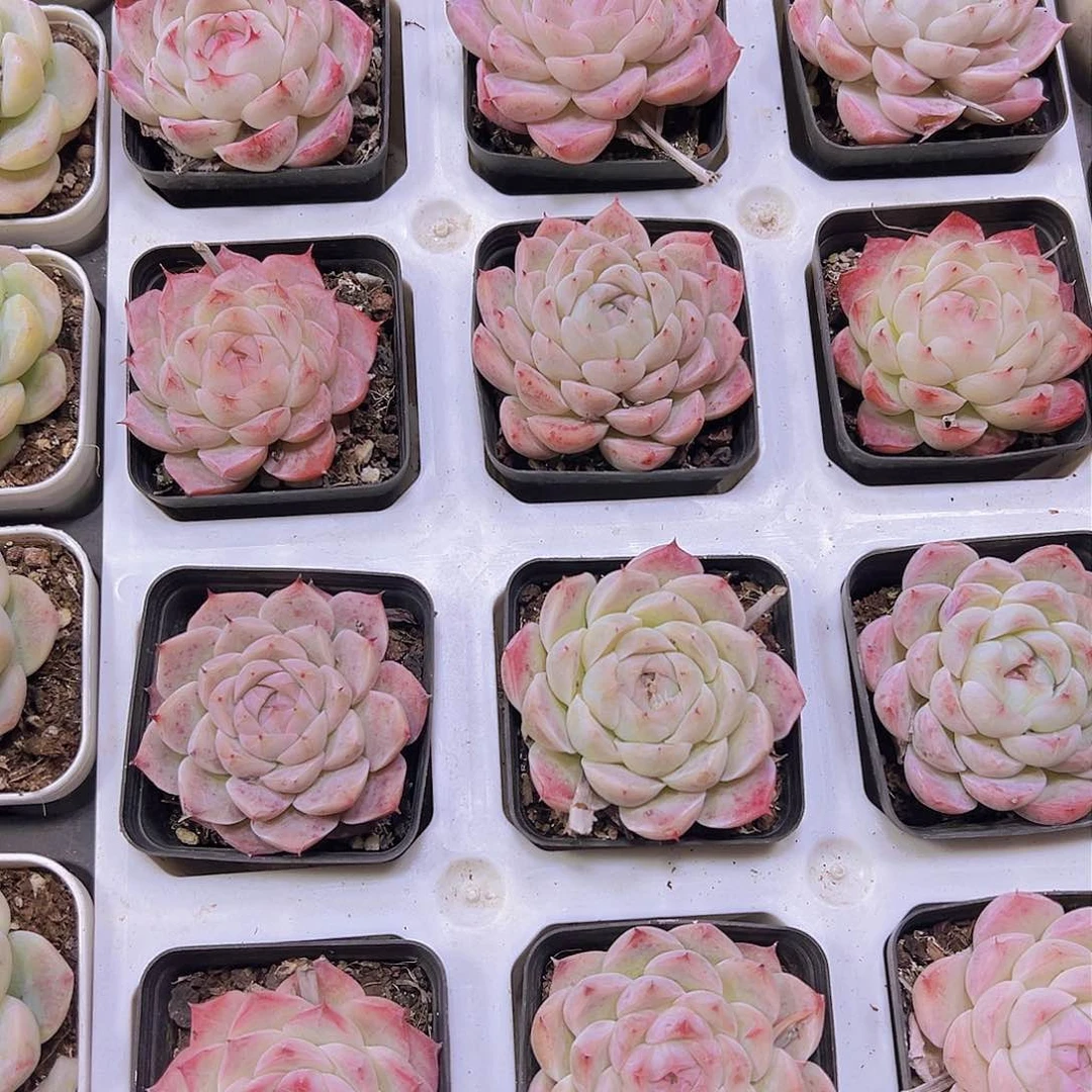 白桃汽水带盆带土19包邮