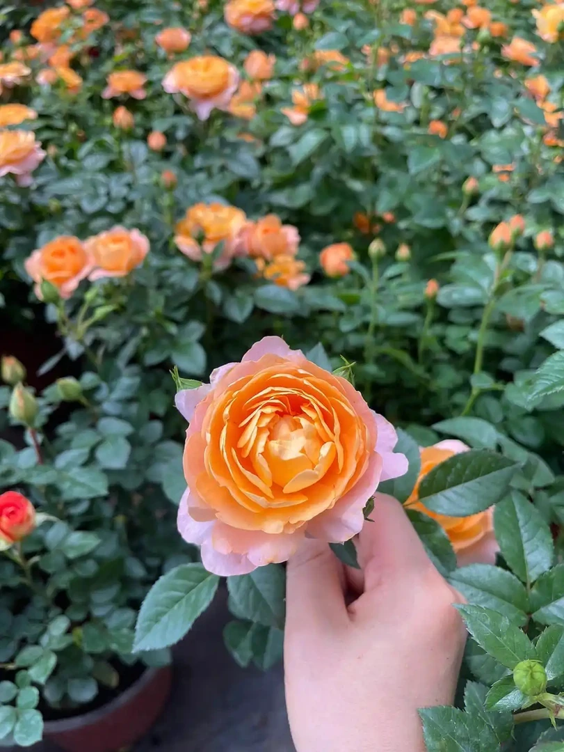 果汁阳台阳台庭院必选耐寒耐高温