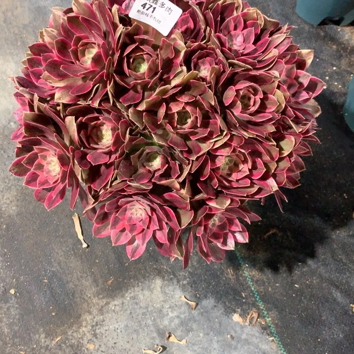 471浣纱多肉植物