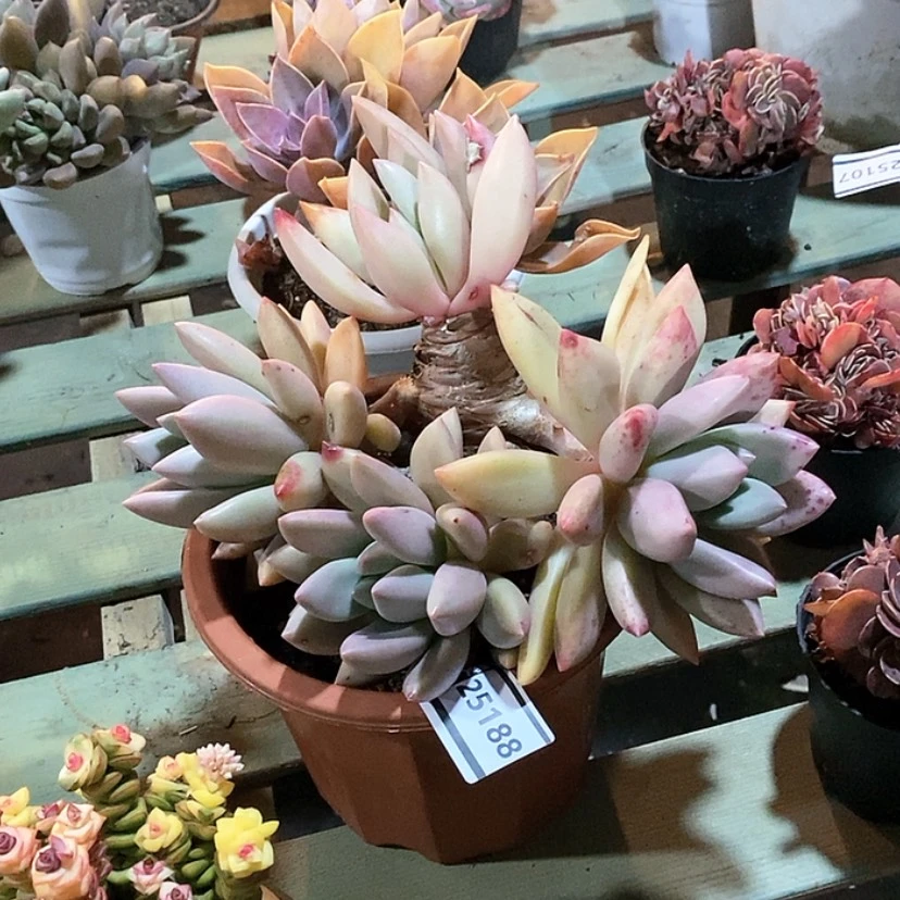 【闪购商品】桃花源25188