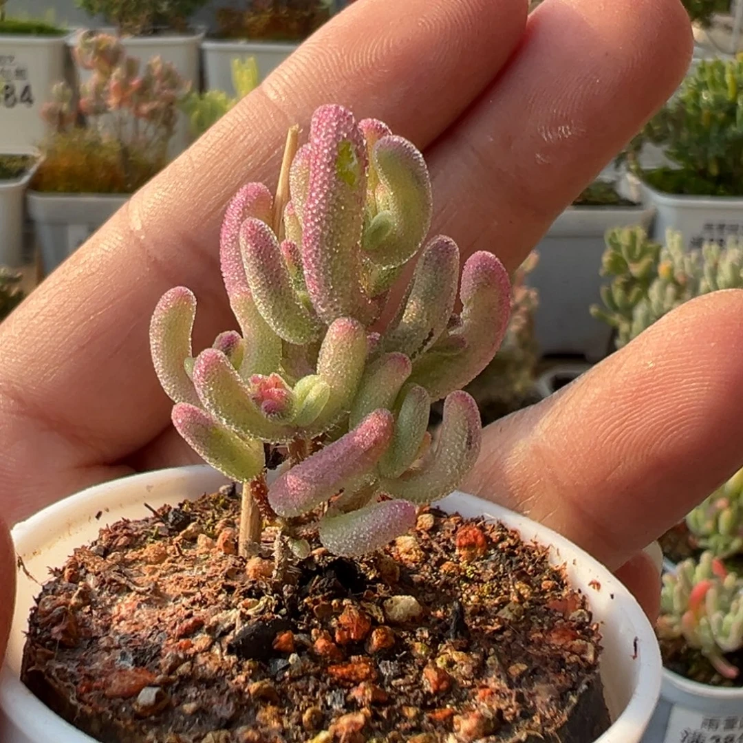 28-723紫闪光带拉丝锦小树有一片叶子微瑕