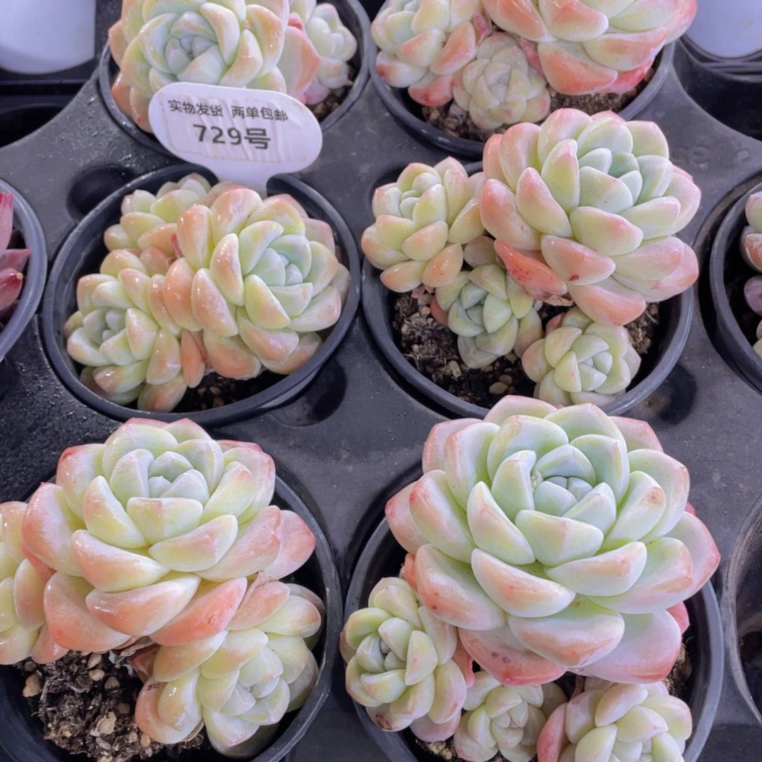 729号 奶油包包冰玉多头群一个