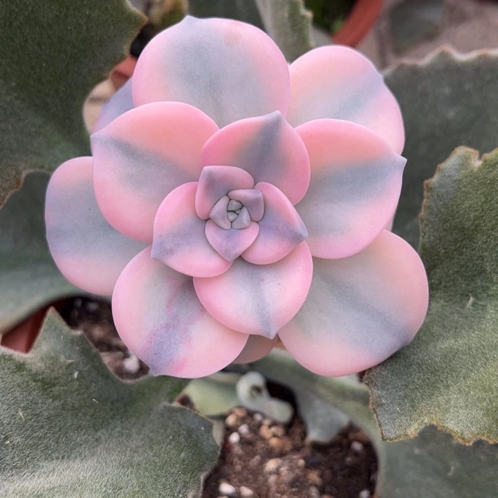 j***y粉紫乐锦一物一拍