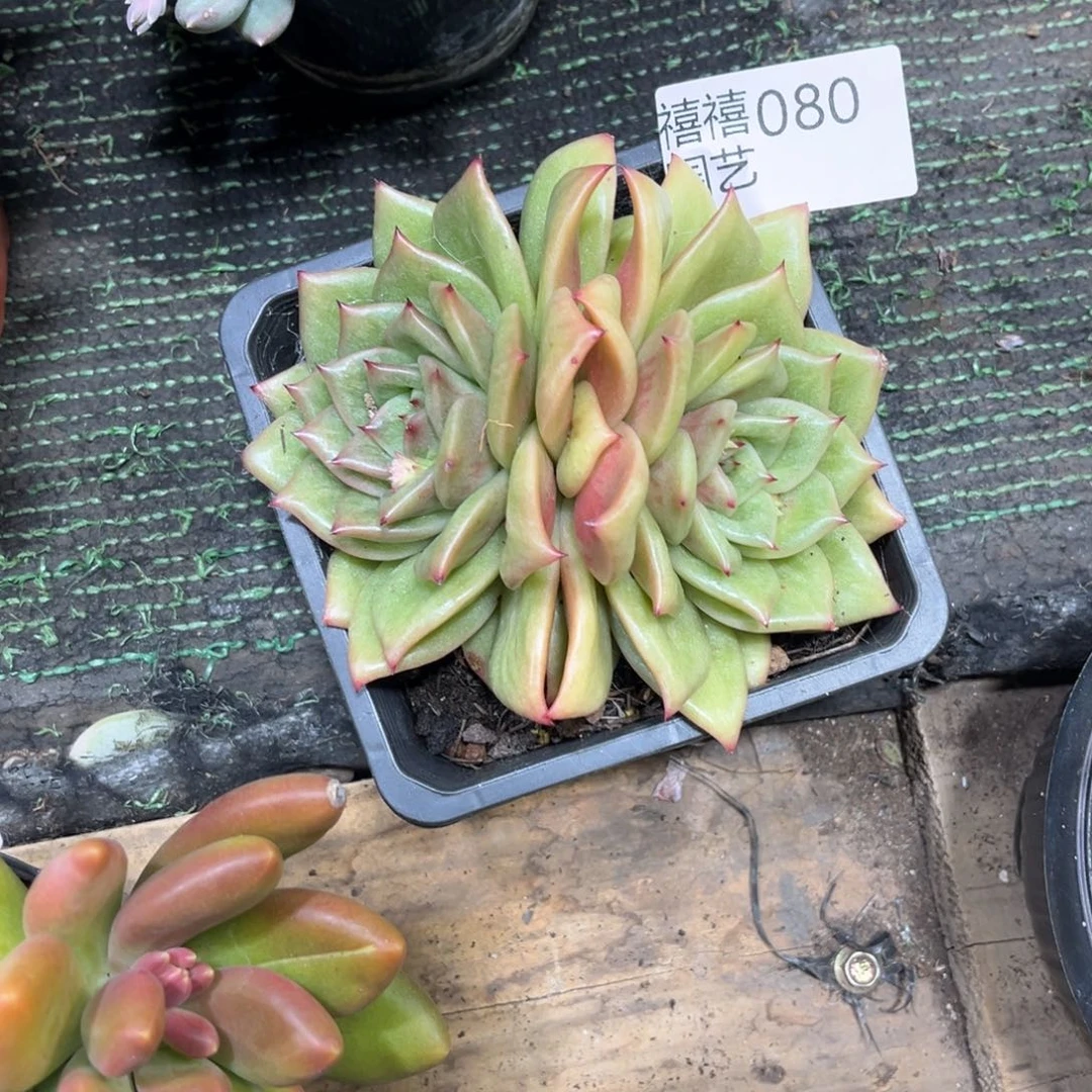 呼***吸080蔷薇凸起多肉植物～