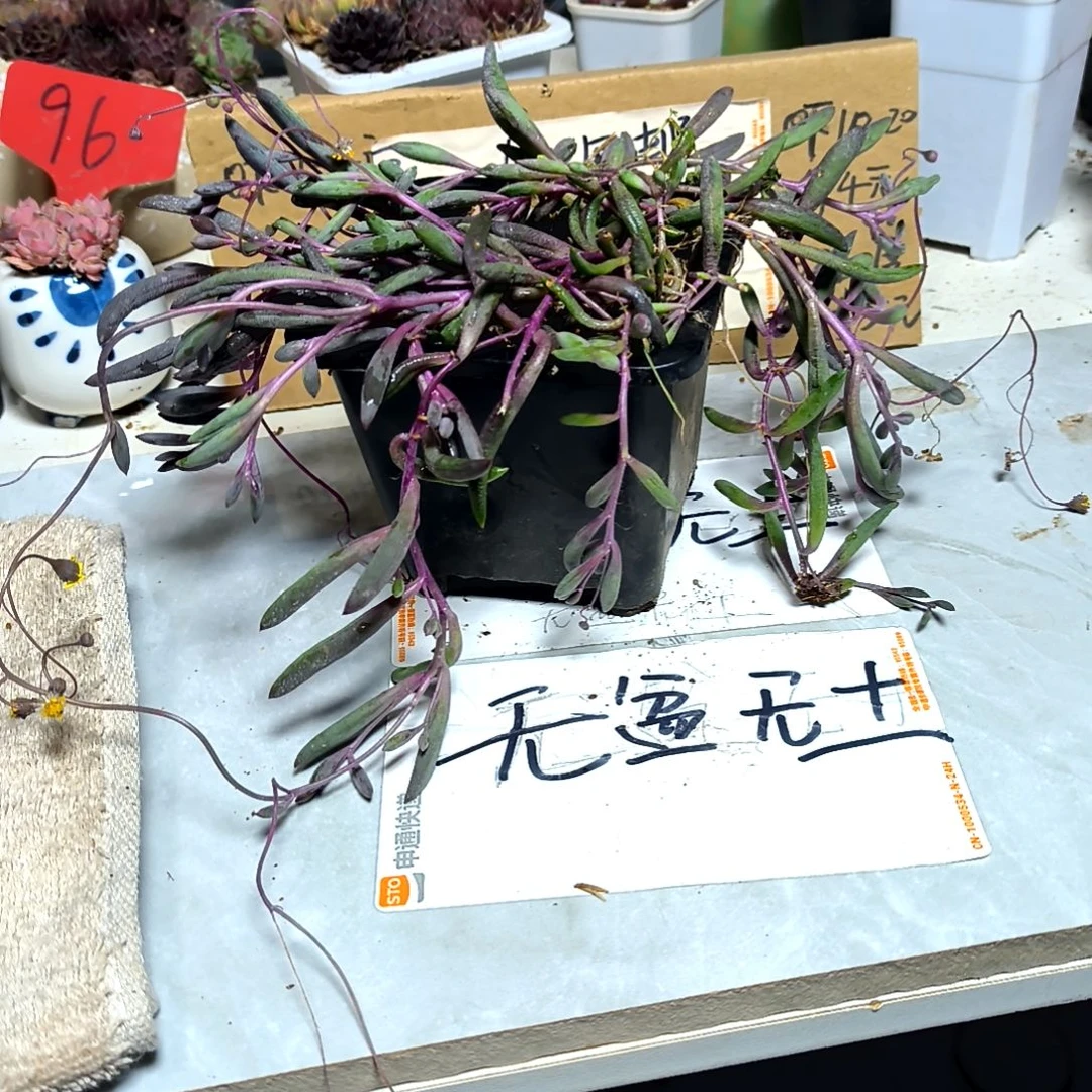 满6元包邮，大盆紫玄月➕大方盆